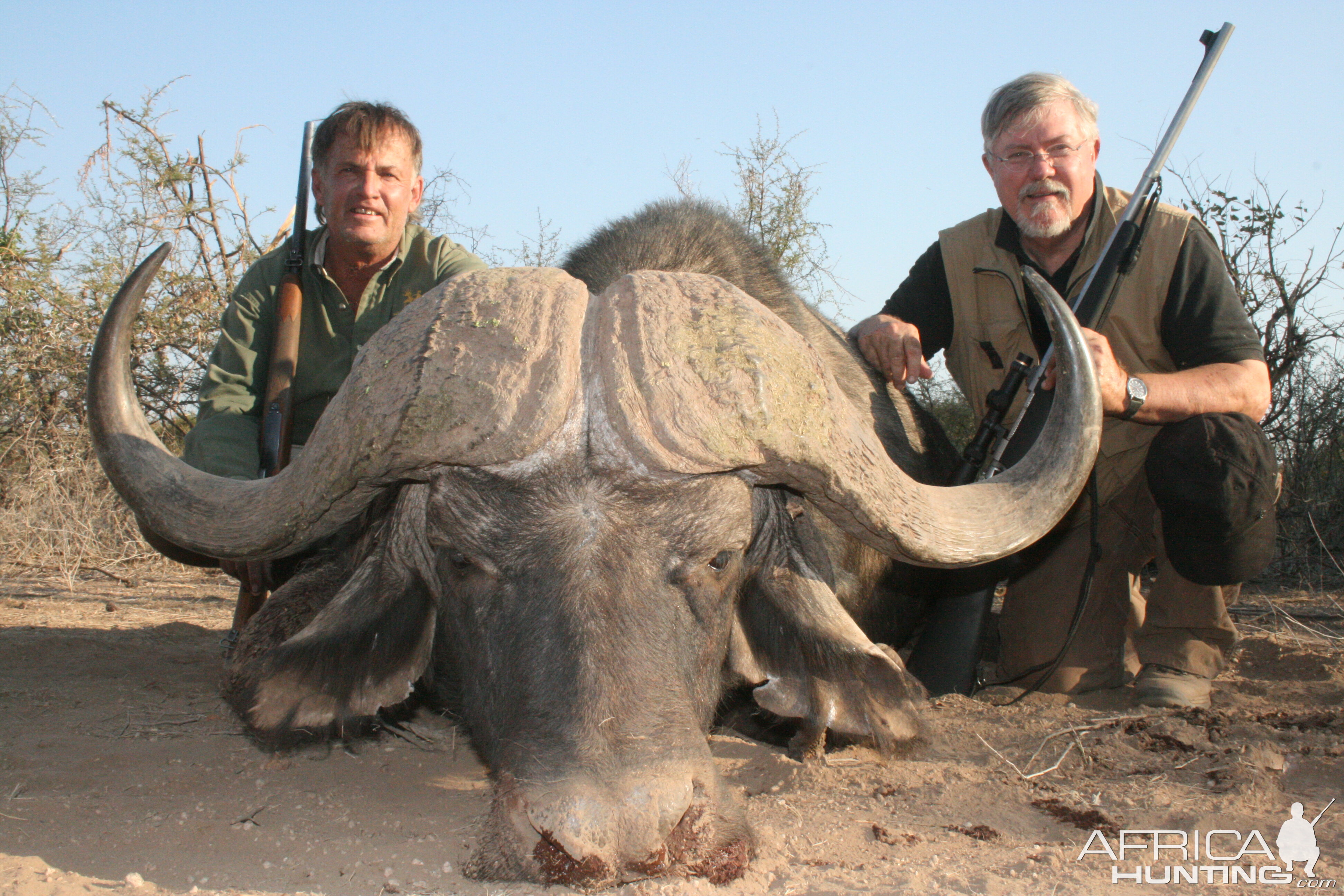 Buffalo with Sentinel Limpopo Safaris