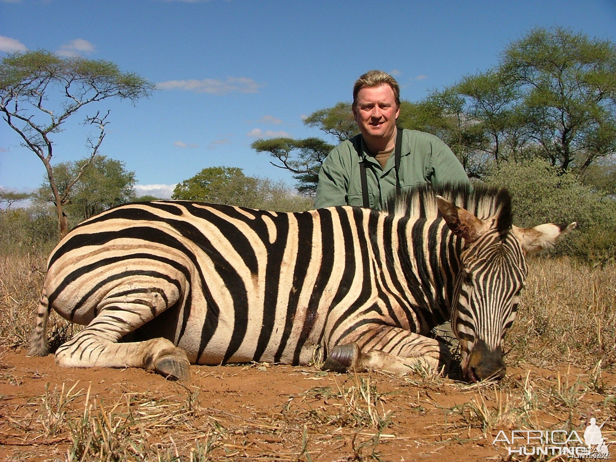 Burchell's Zebra