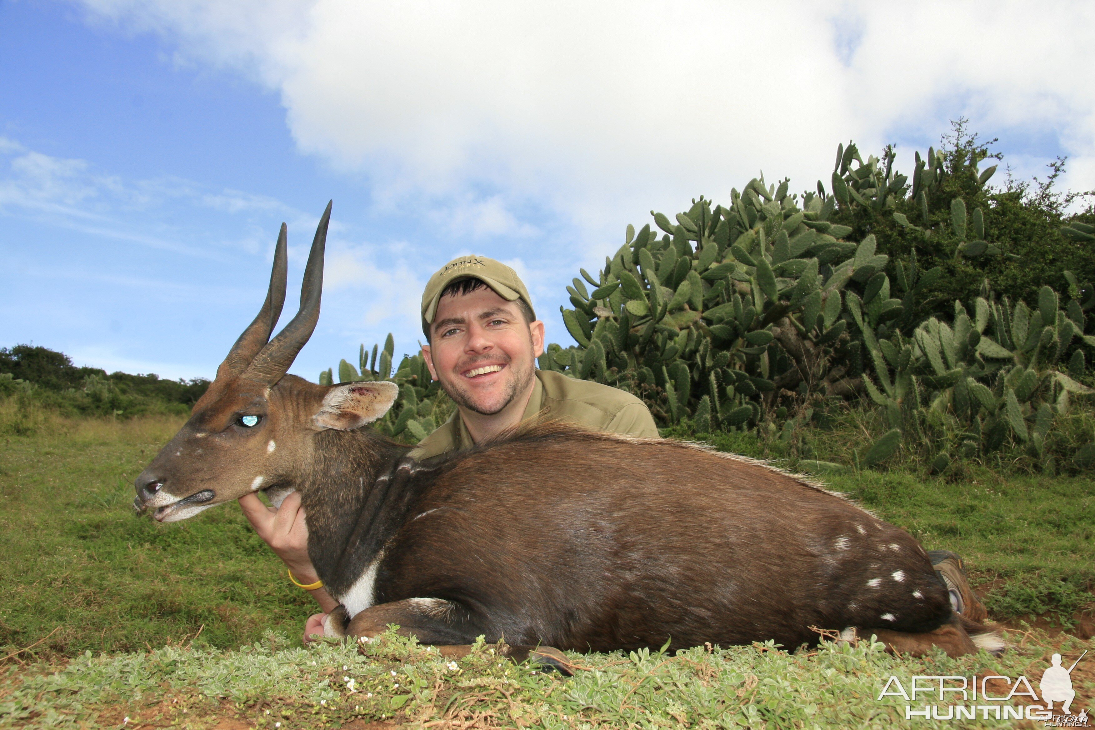 Bushbuck