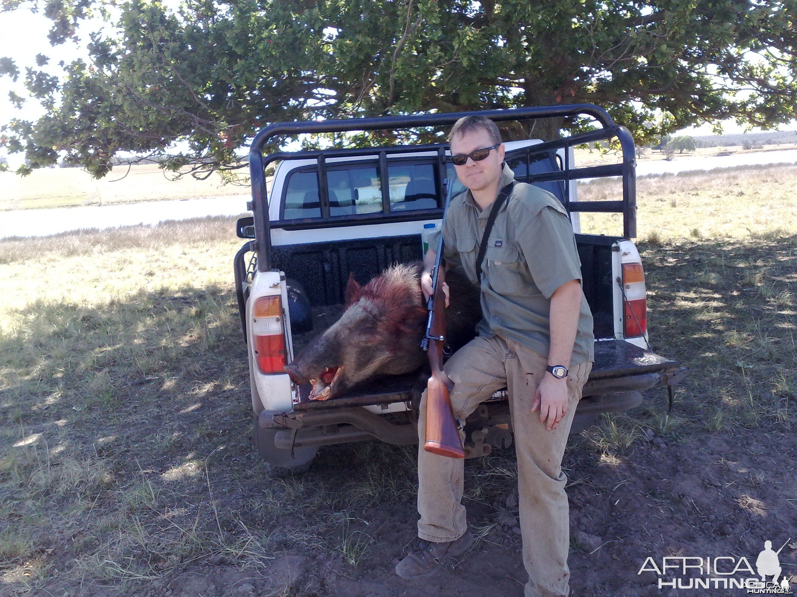 Bushpig hunted in Mpumalanga South Africa