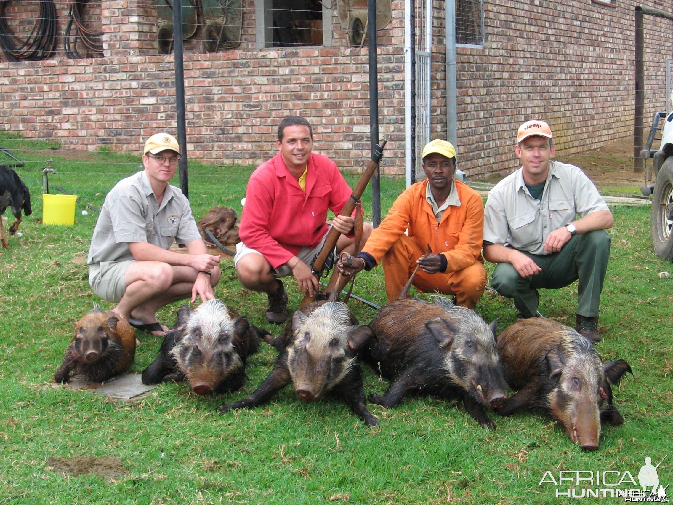 Bushpig hunted with hounds -  www.lloydsafaris.co.za