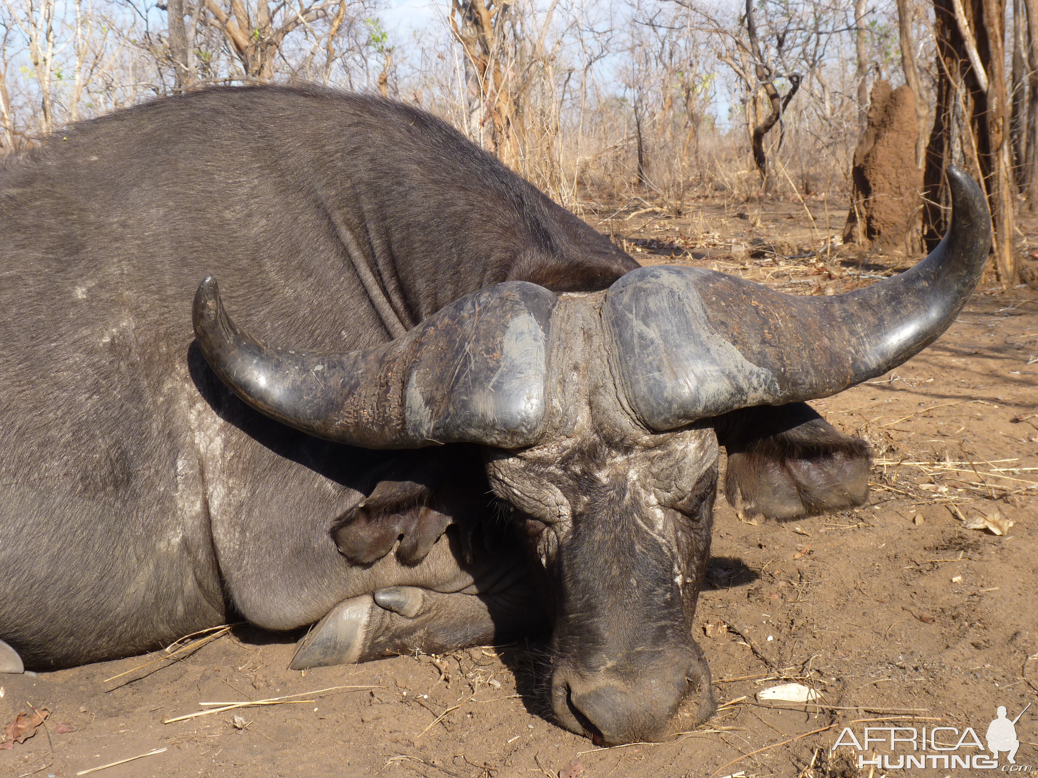 Cape buffalo hunt Tanzania