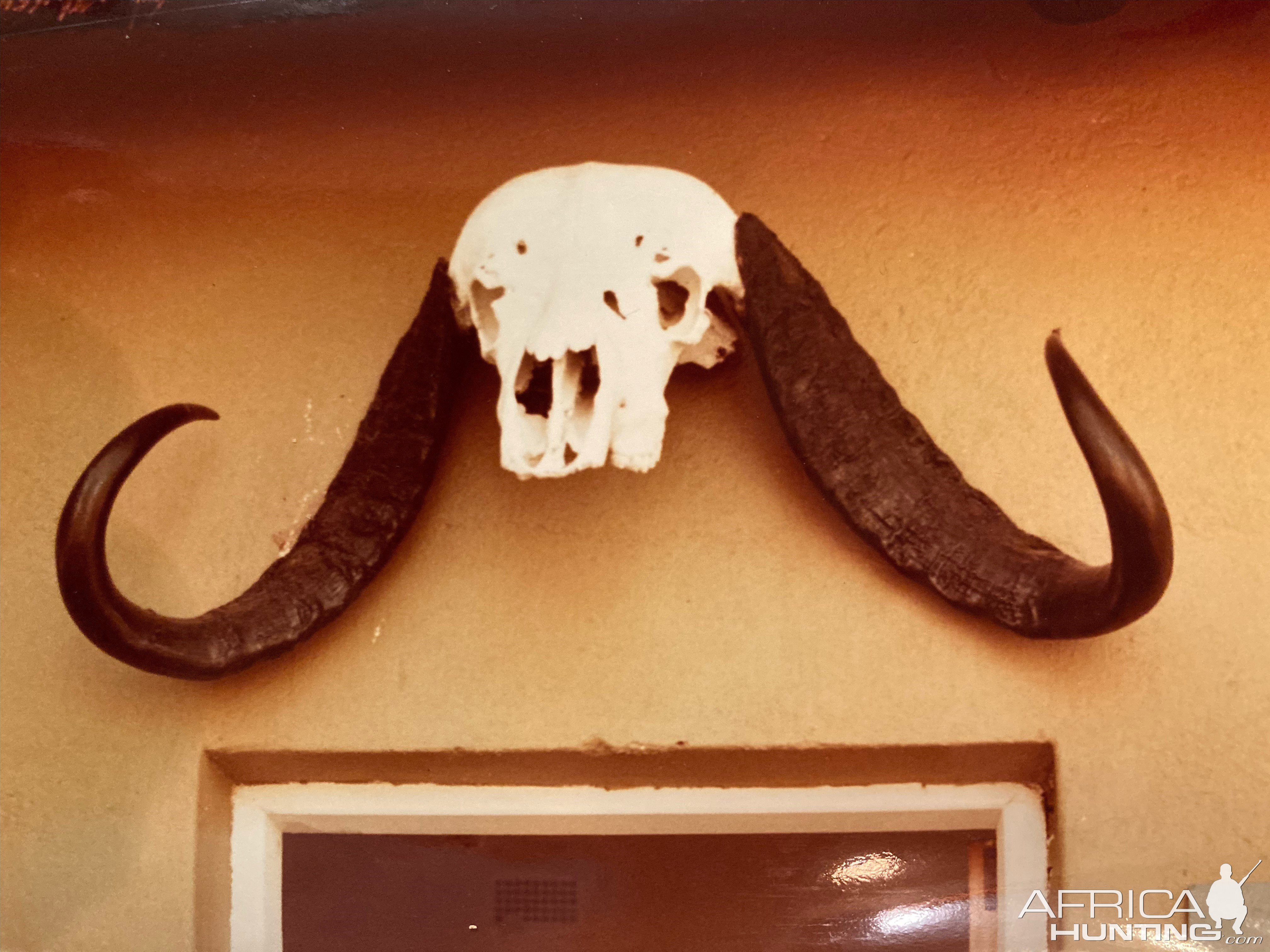 Cape Buffalo Skull Hwange National Park