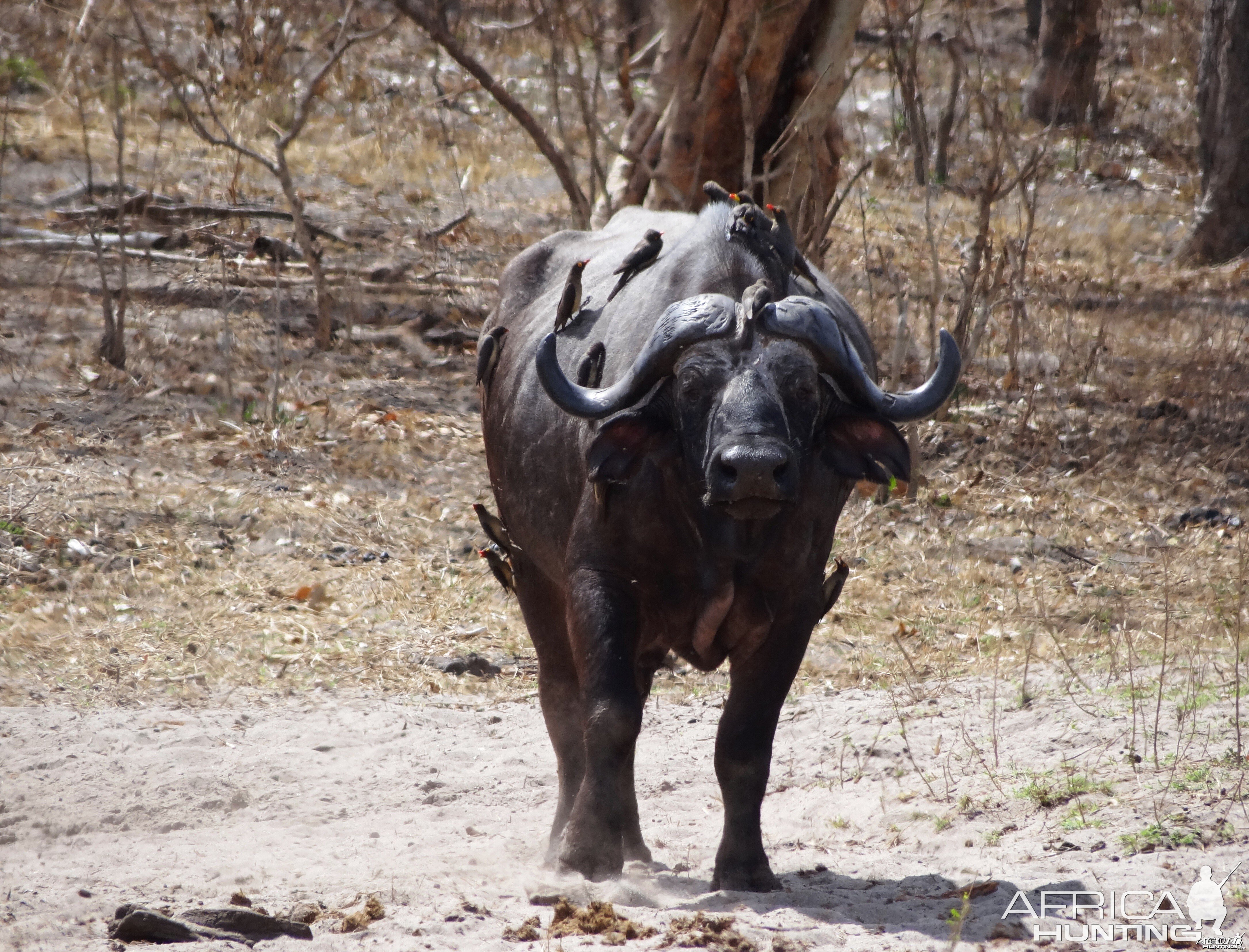Cape Buffalo - Tanzania