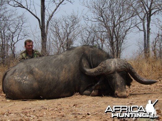 Cape Buffalo Zimbabwe