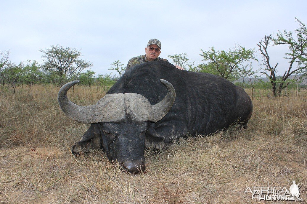 Cape Buffalo