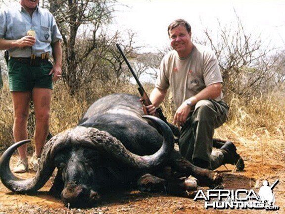 Cape Buffalo