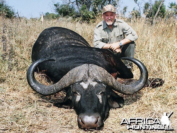 Cape Buffalo