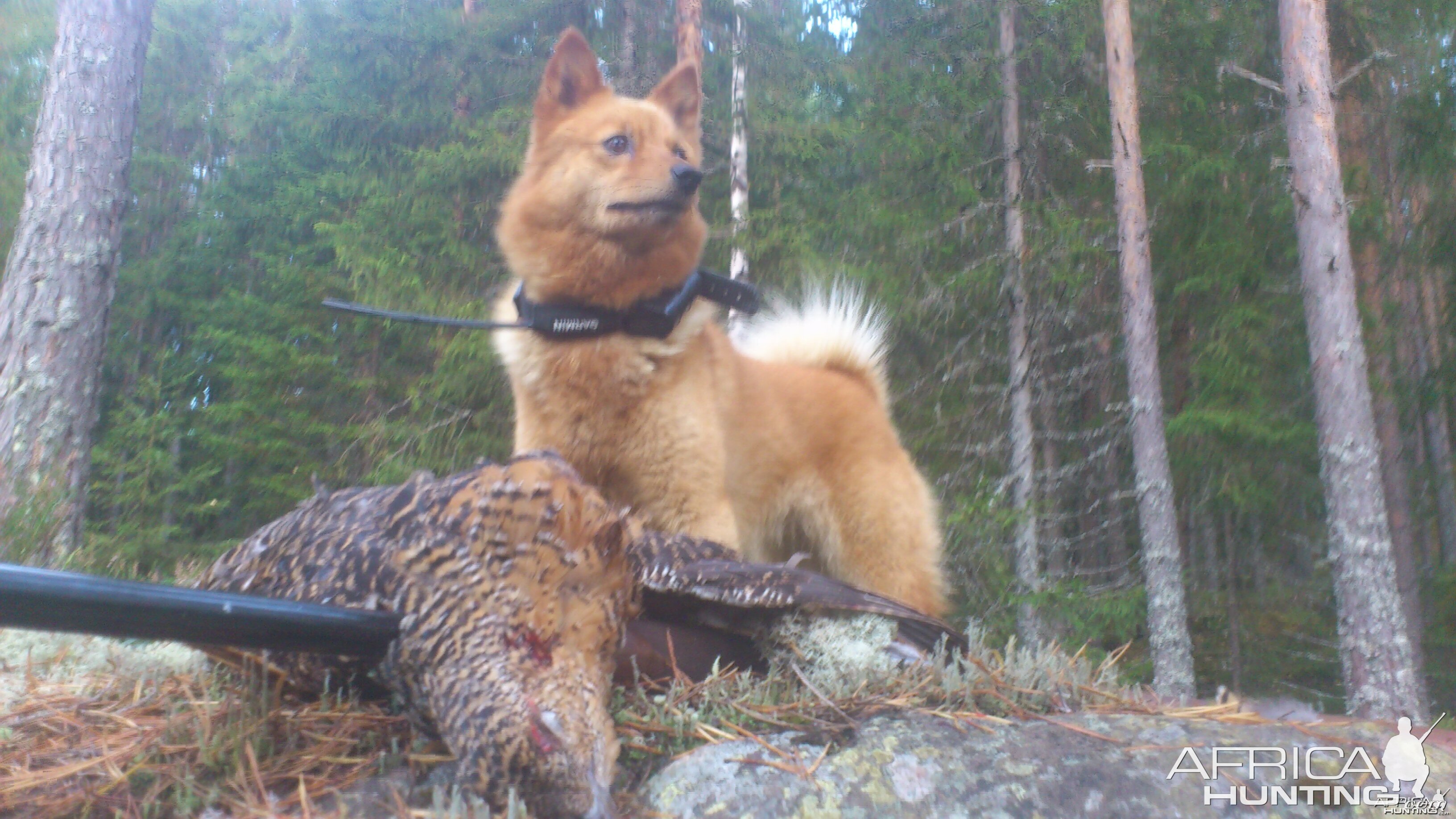 Capercaille hunting in Norway