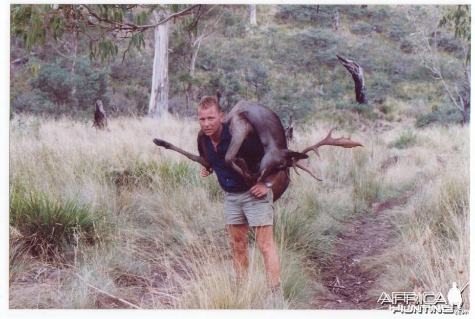 Carrying out a Fallow buck, Midlands, Tasmania.