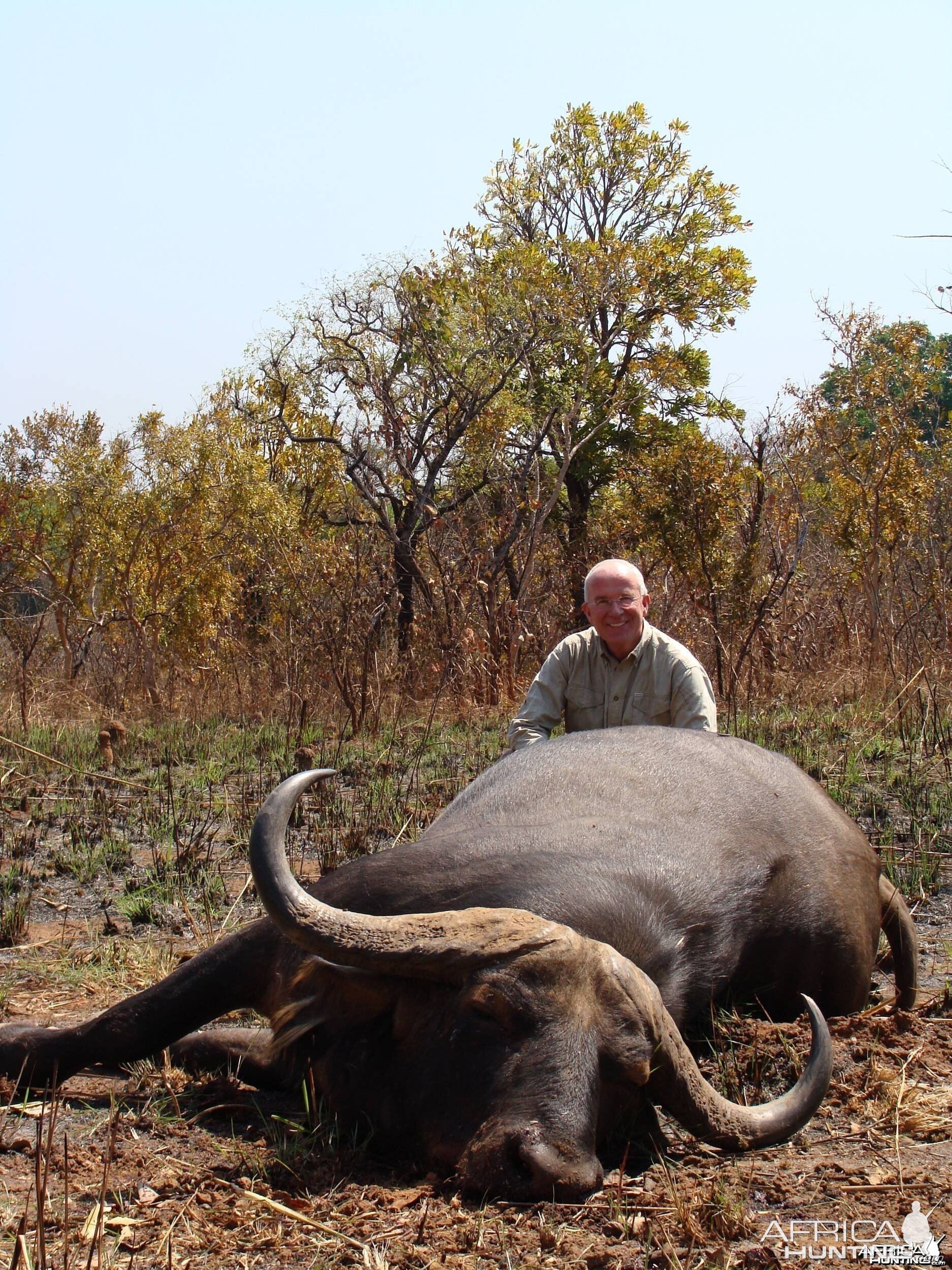 Central African Savannah Buffalo