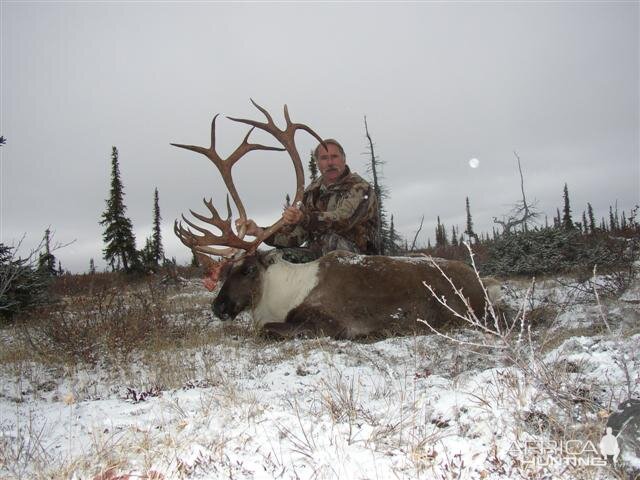 Central Canada Barren Ground Caribou