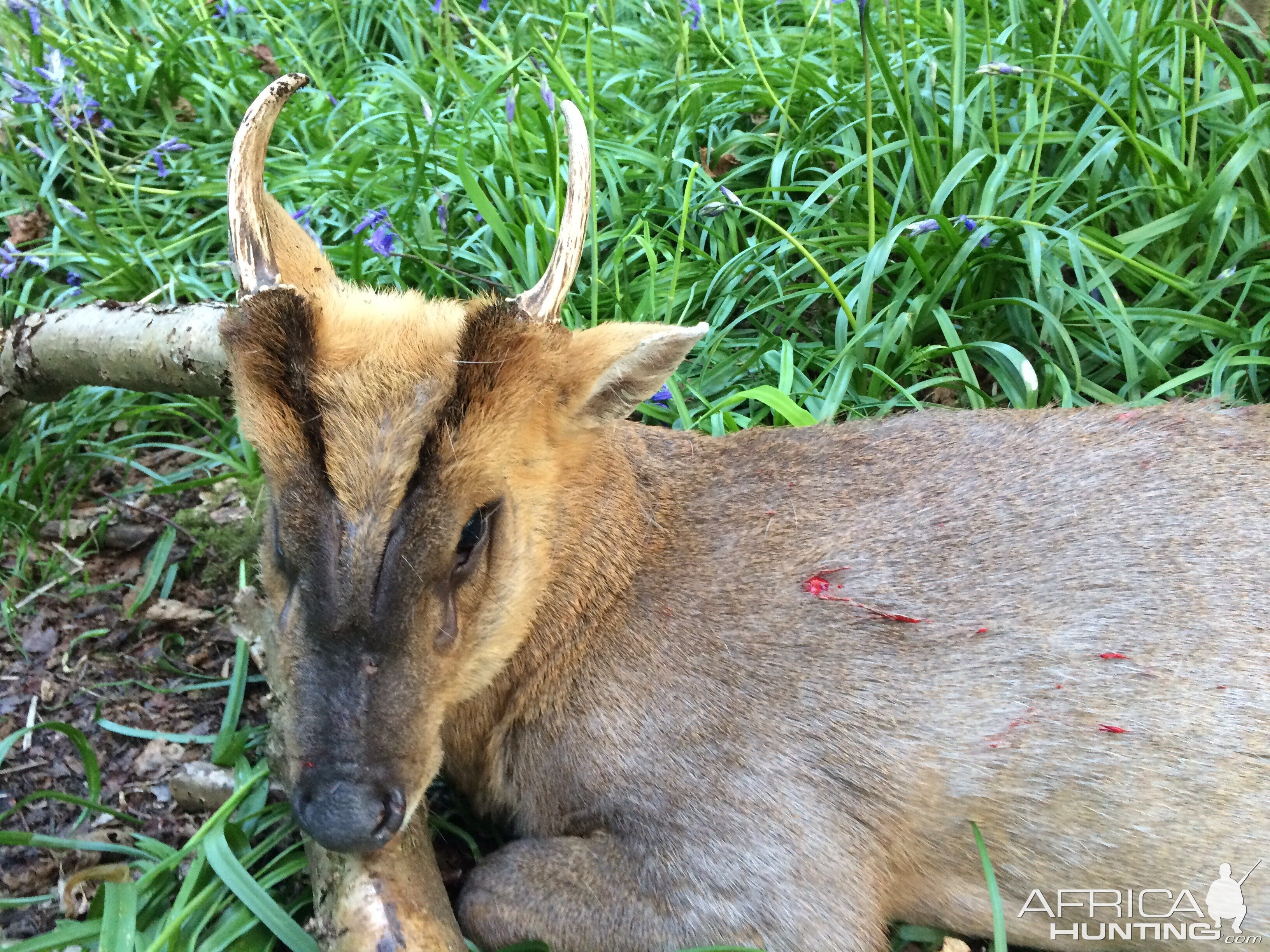 Chinese water deer