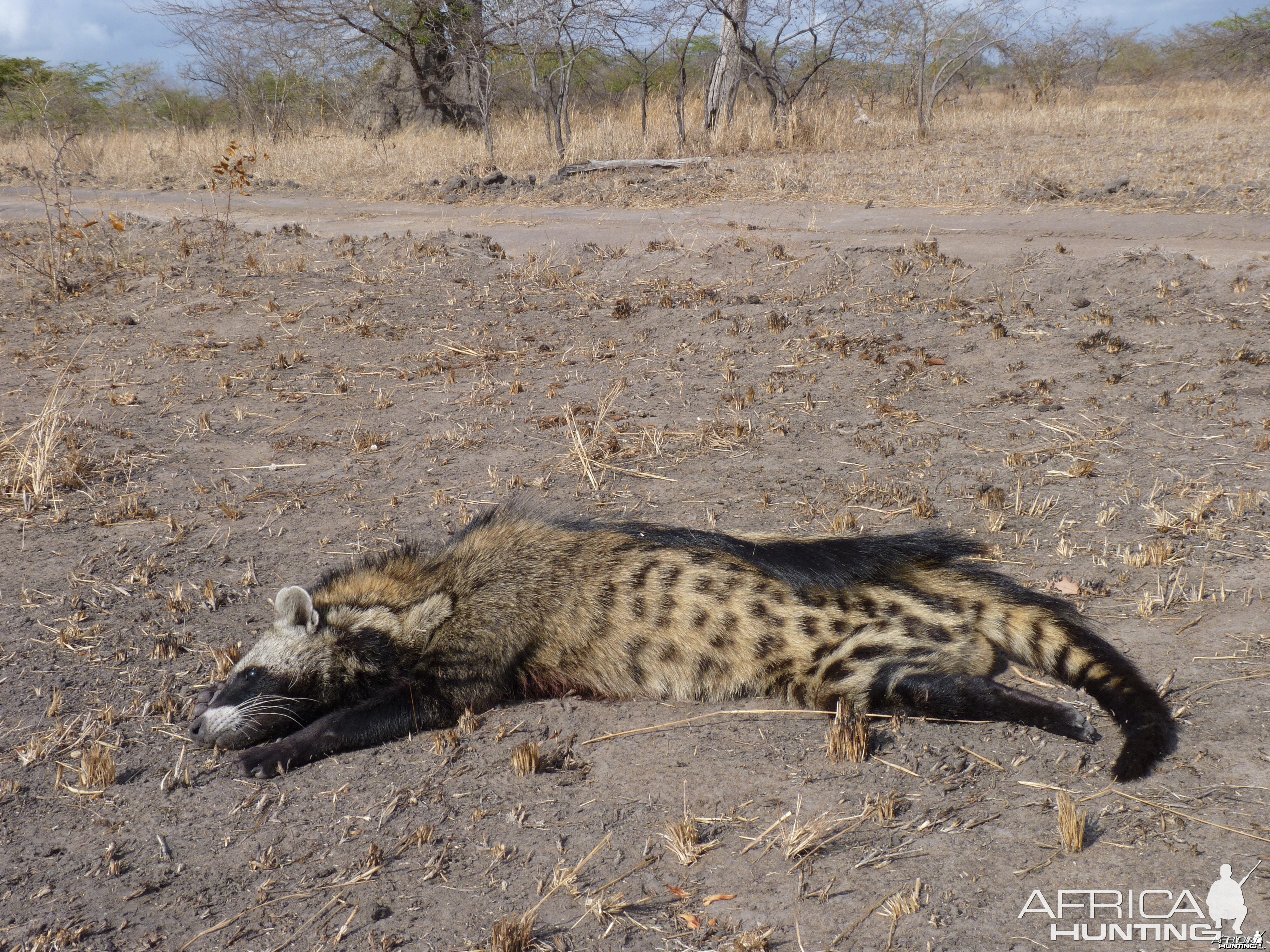 Civet Cat hunted in Tanzania