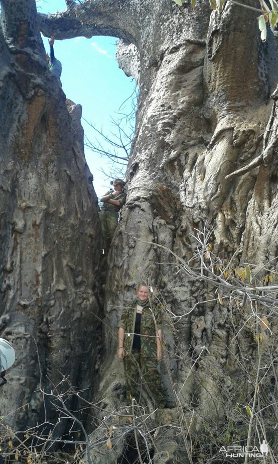 Climbing and exploring the Baobab trees