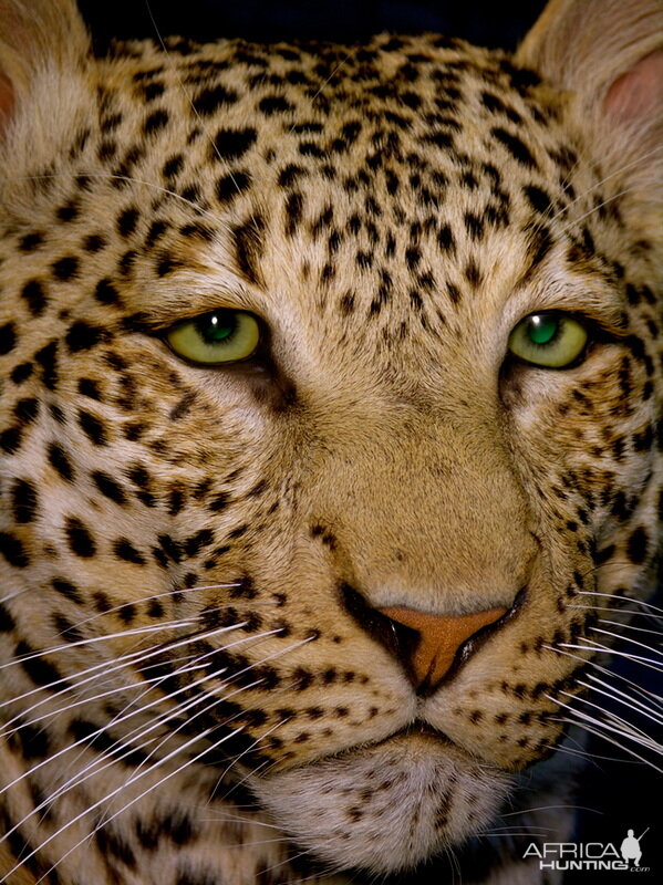 Close-ups of our Leopard