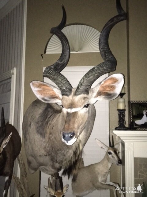 Cluster Mount Taxidermy