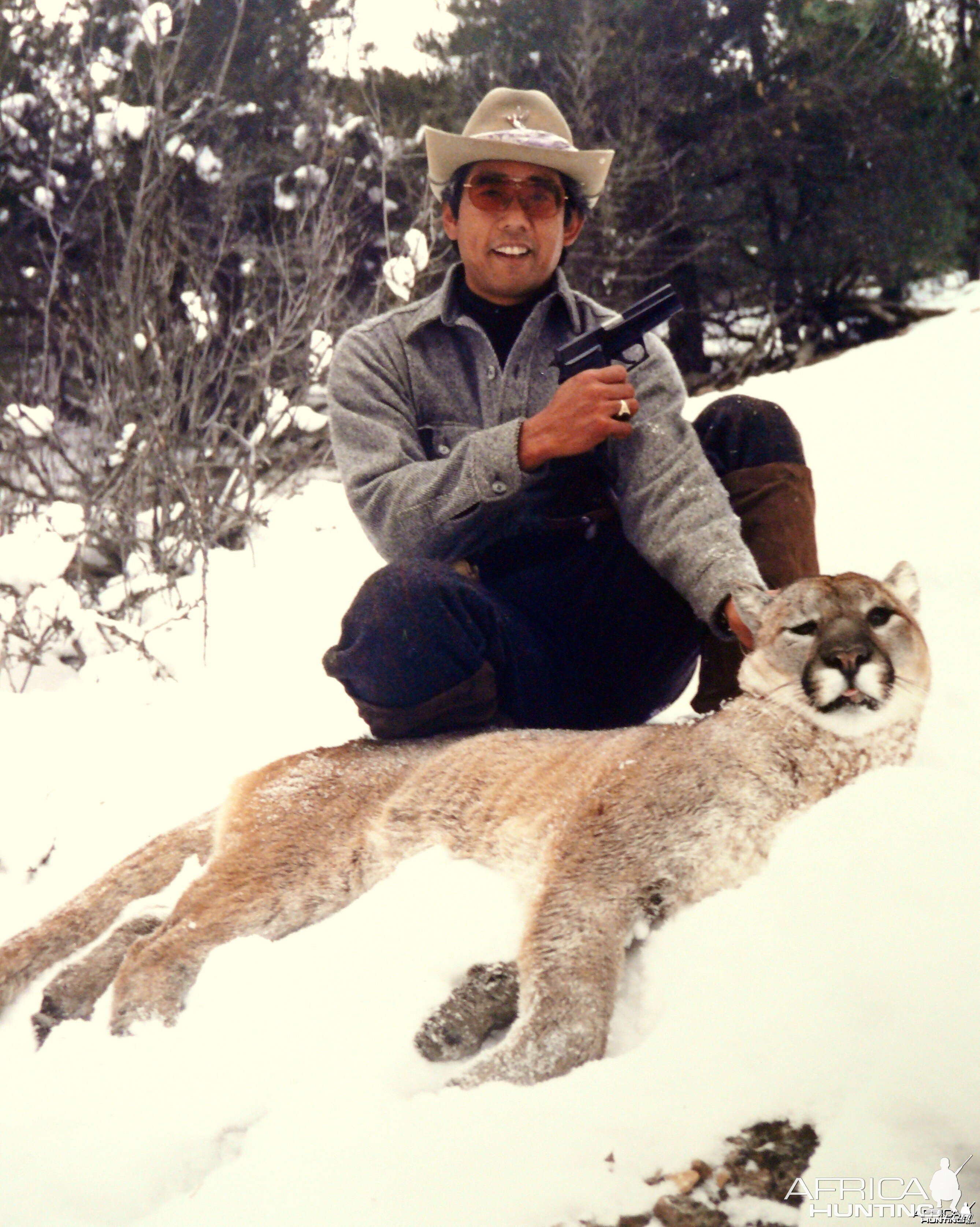 colorado mountain lion