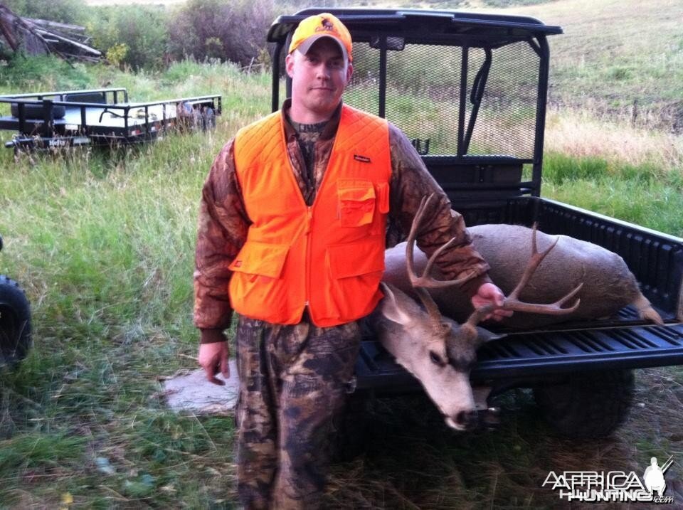 Colorado Mule deer 2011