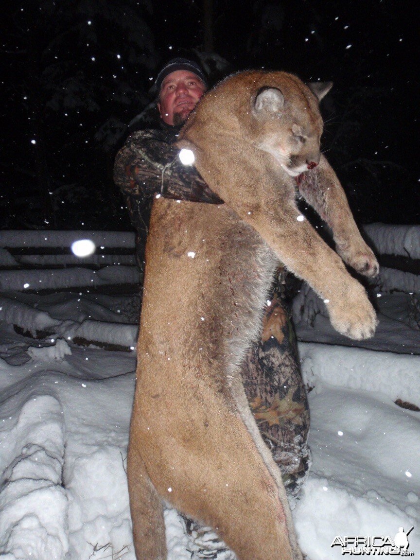 Cougar hunt in British Columbia Canada