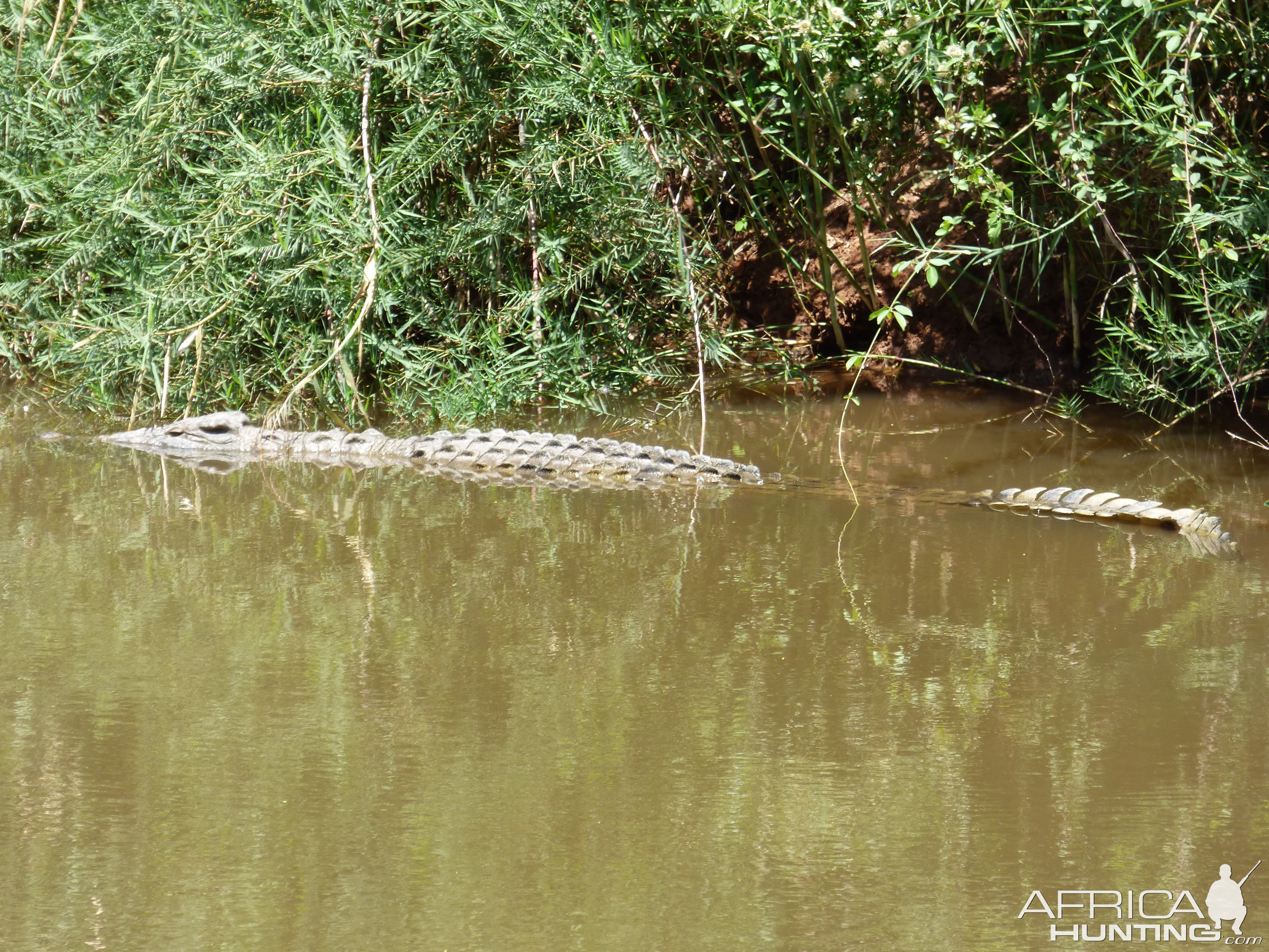 Crocodile in the river