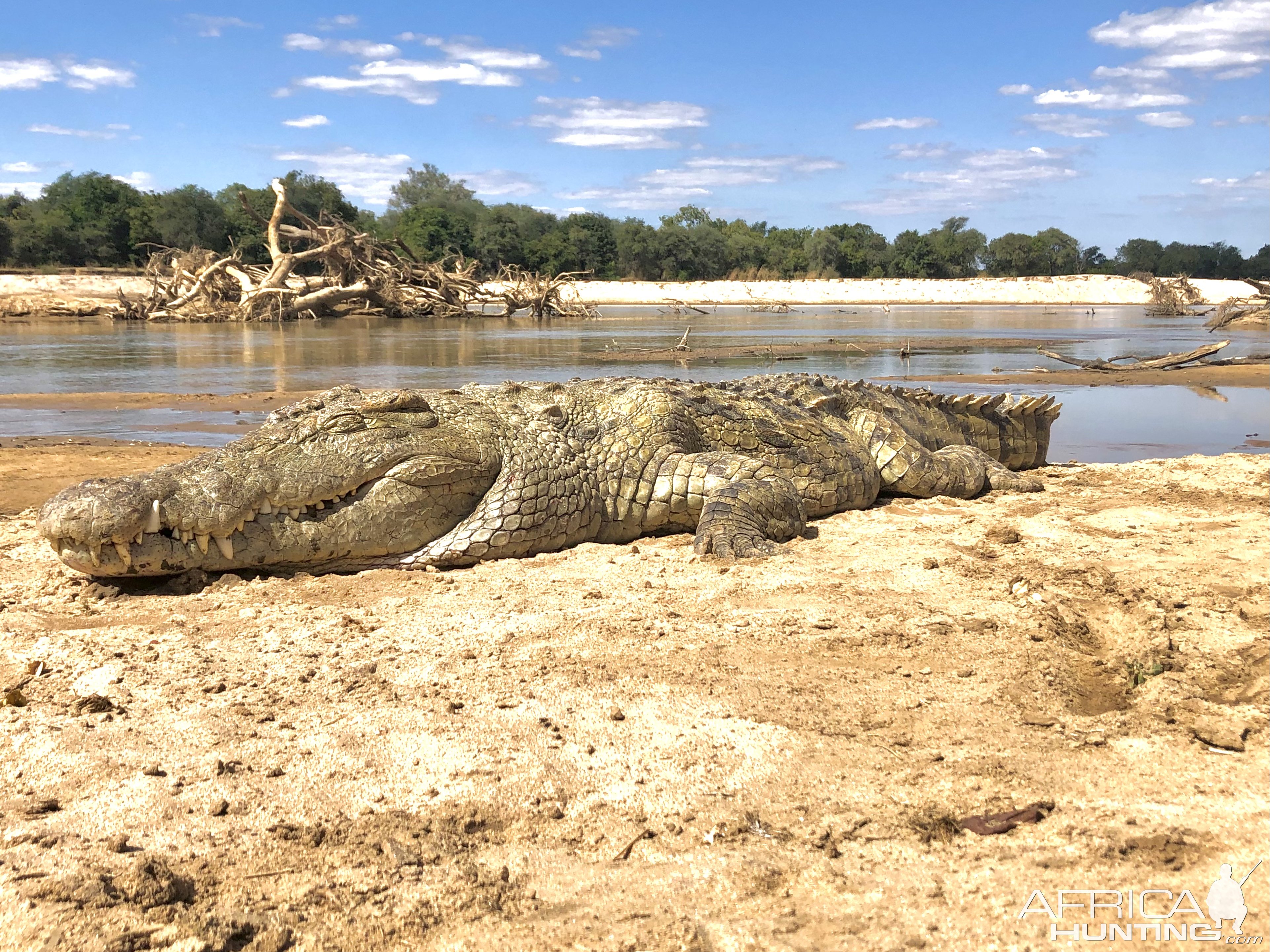 Crocodile Luangwa 2021