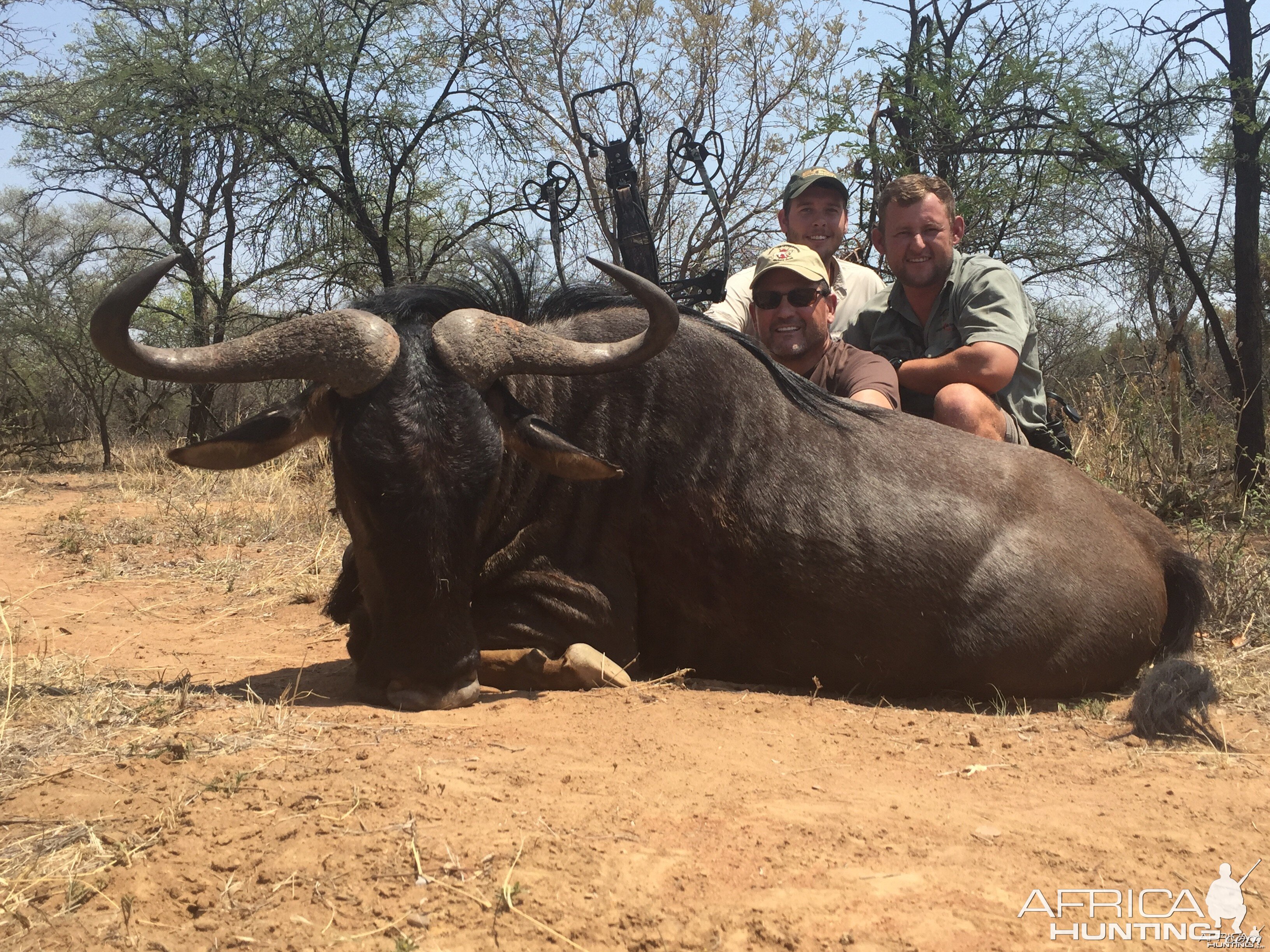 Crossbow Blue Wildebeest