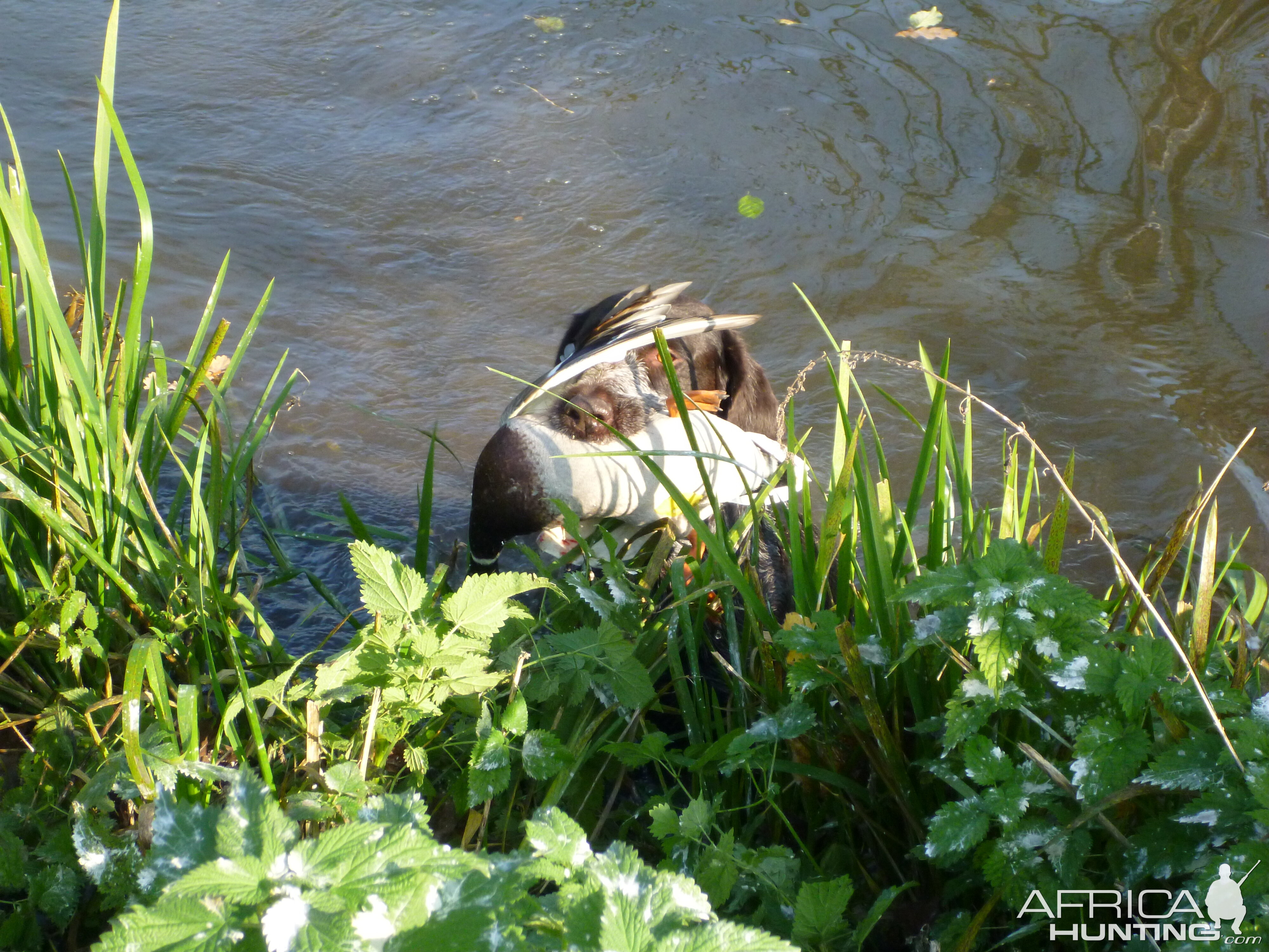 Drahthaar Hunting in France