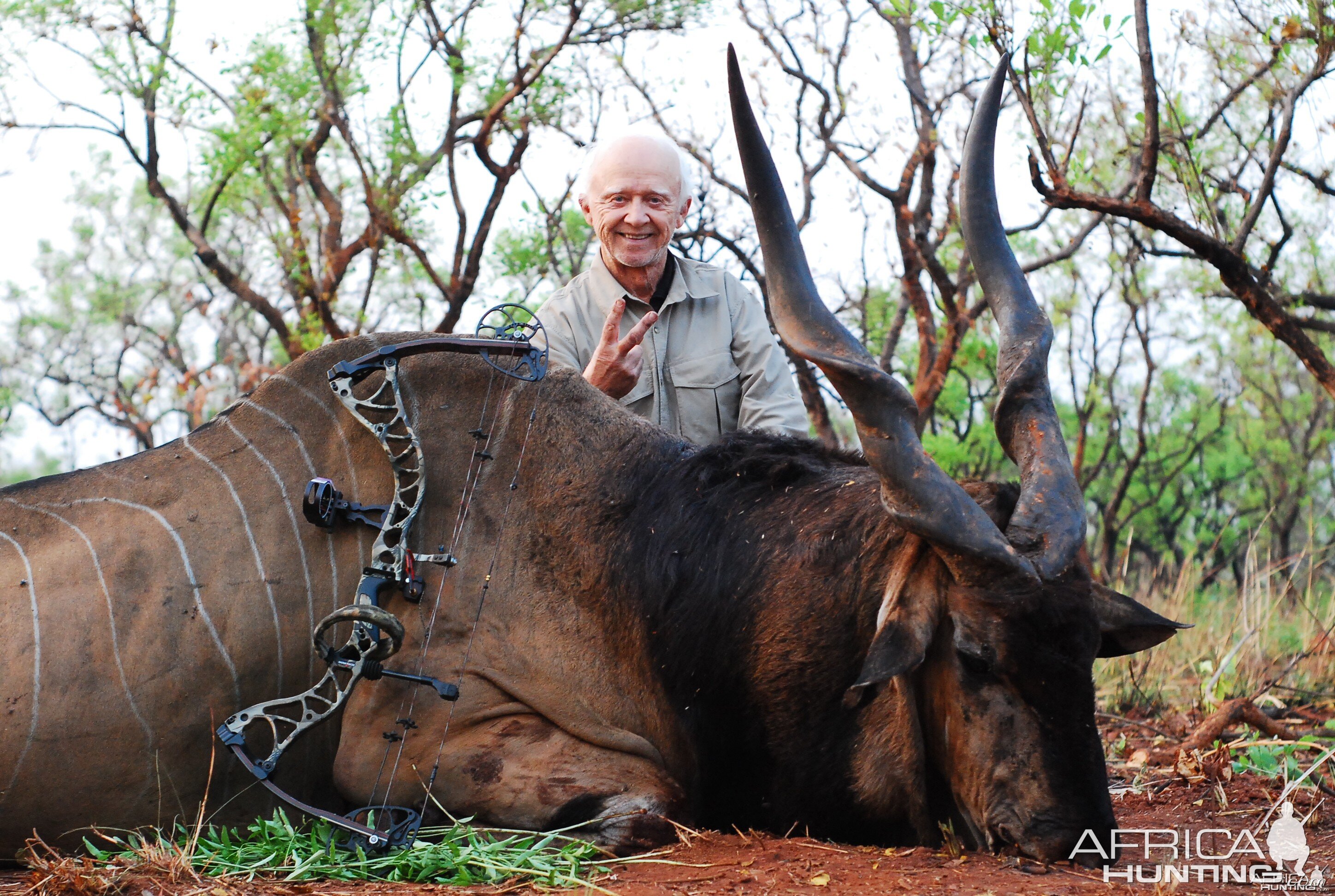 Eland bowhunted in CAR with Central African Wildlife Adventures
