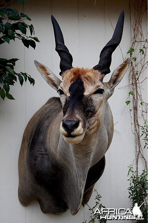 Eland Taxidermy