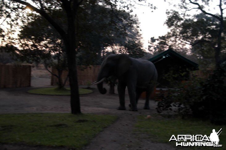 Elephant in Camp Zambia