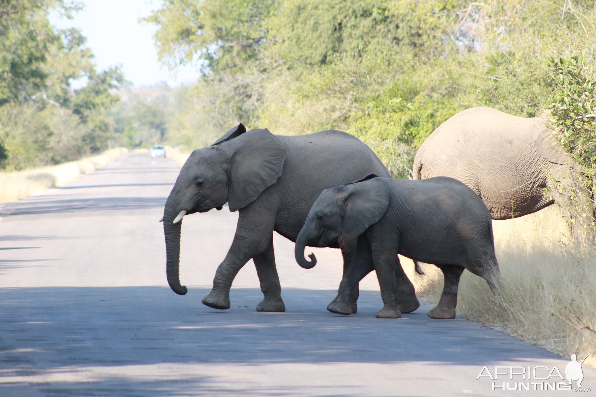 Elephant on Photo Safari South Africa
