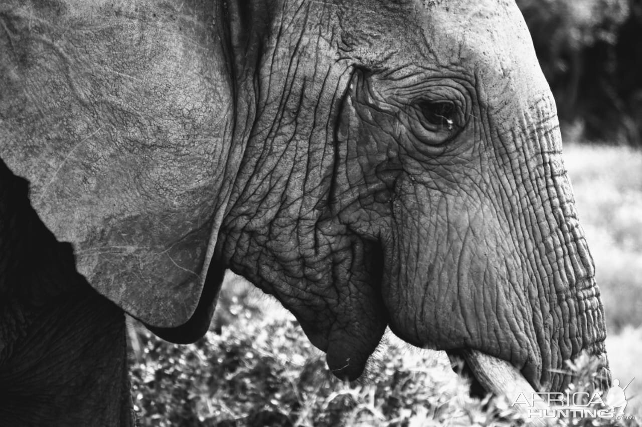 Elephant  South Africa