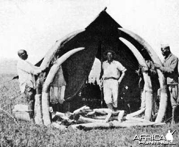 Elephant tusks from Congo circa 1910
