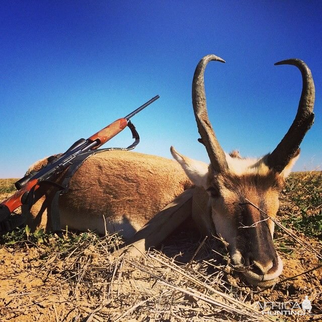 Fall Antelope