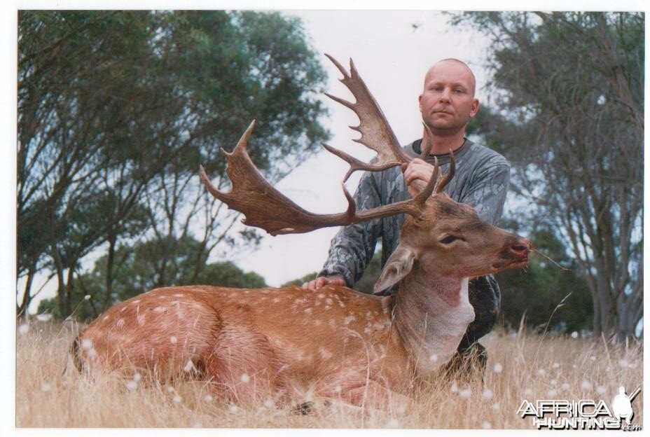 Fallow buck, Aus.