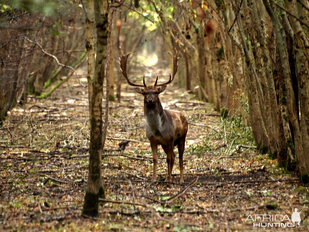 Fallow Deer Hunt in Romania