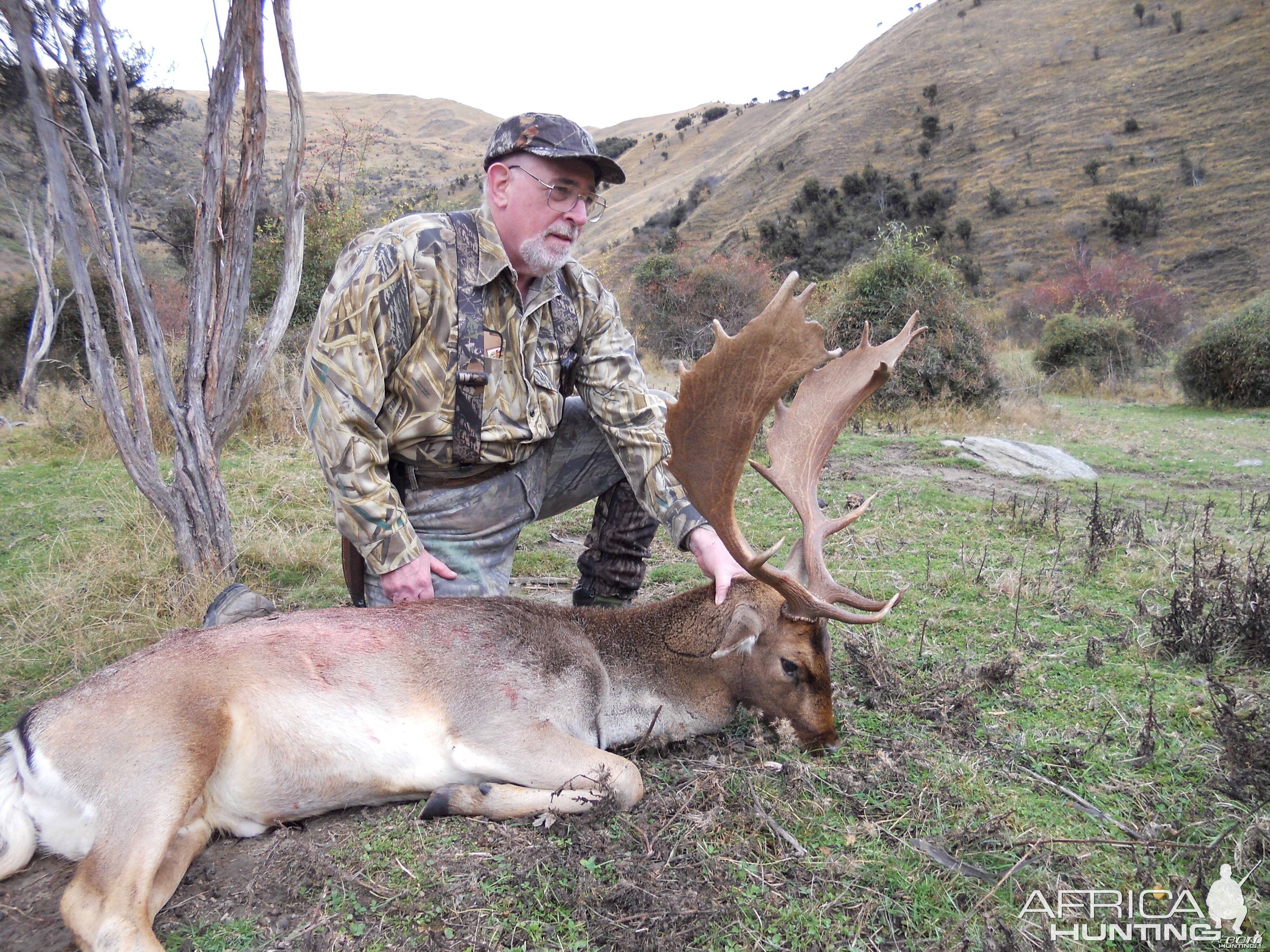 Fallow deer