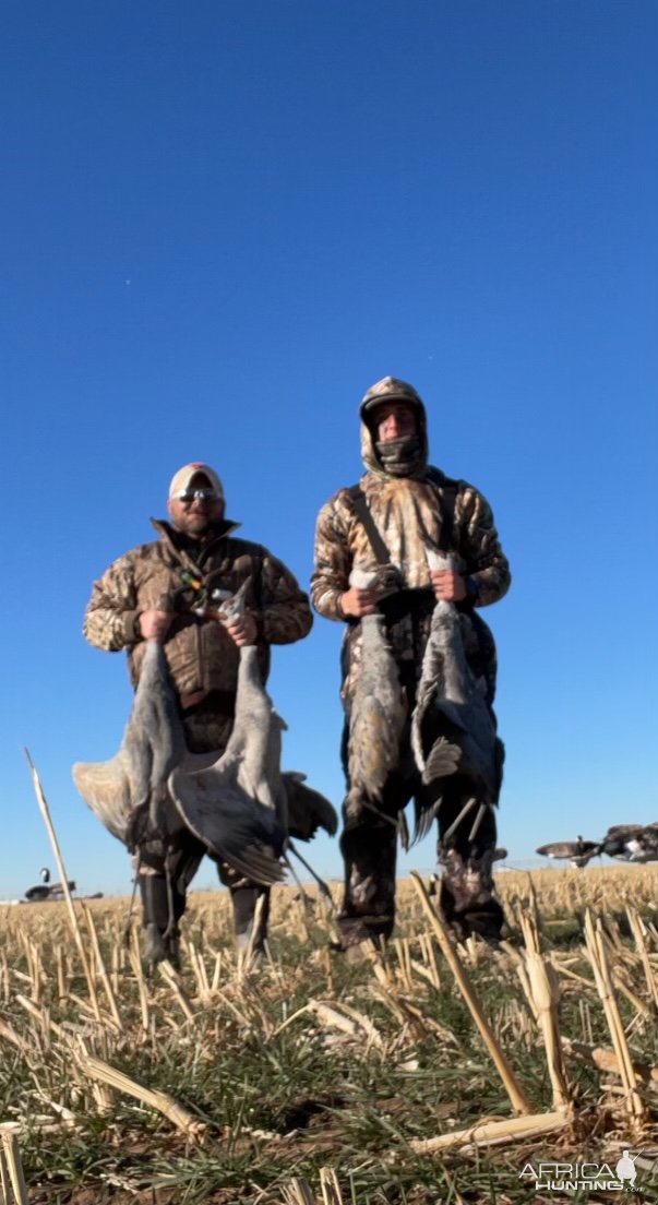 Geese Hunting Texas