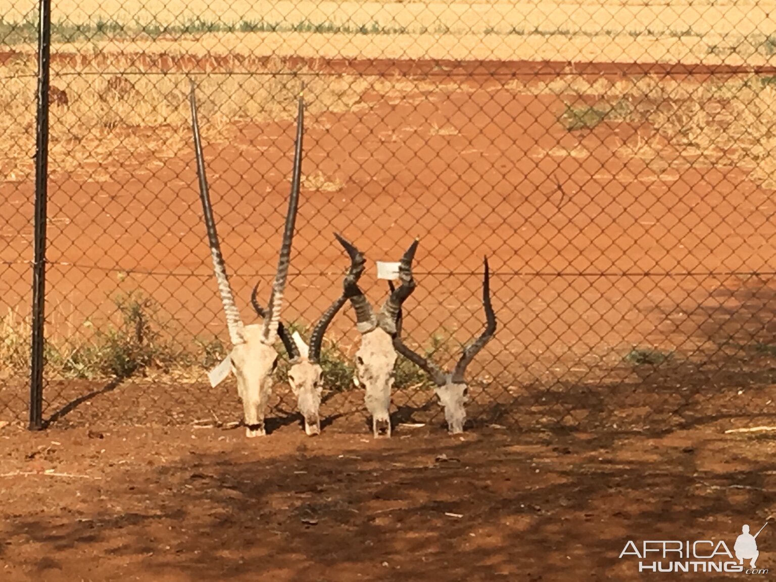 Gemsbok, Blesbok, Red Hartebeest & Impala Skulls