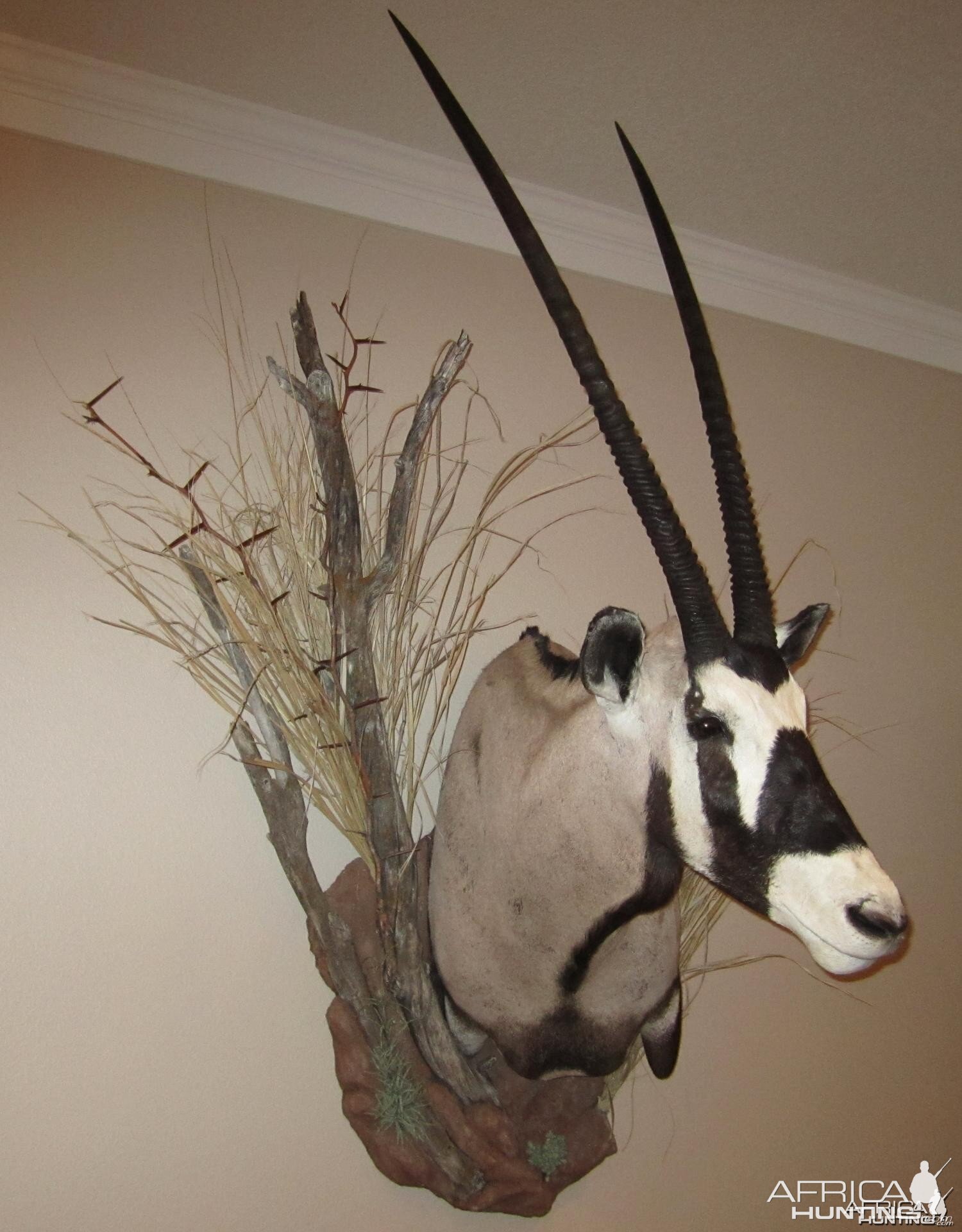 Gemsbok mount