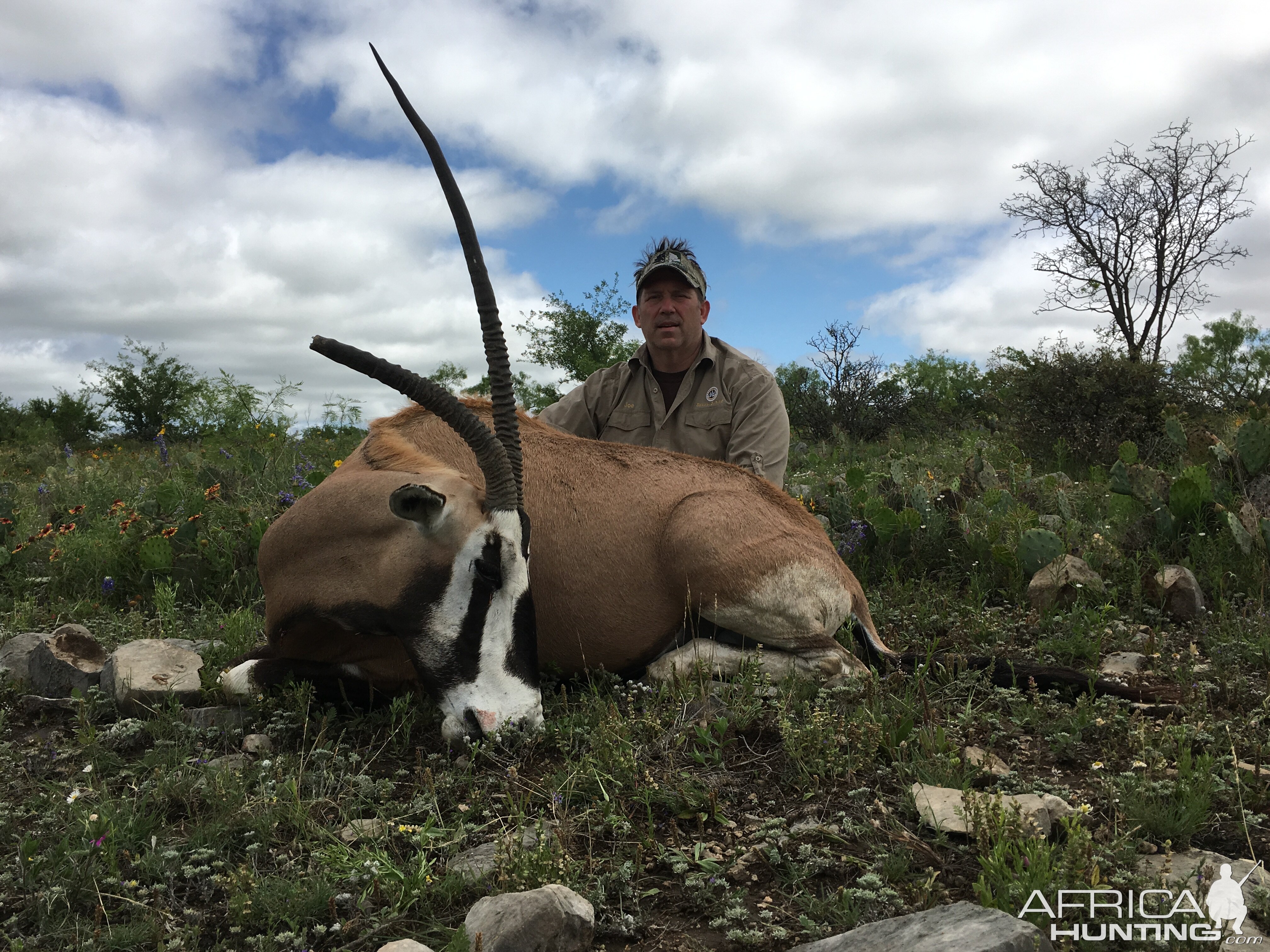 Gemsbok/Scimitar Oryx Cross Hunting Texas USA