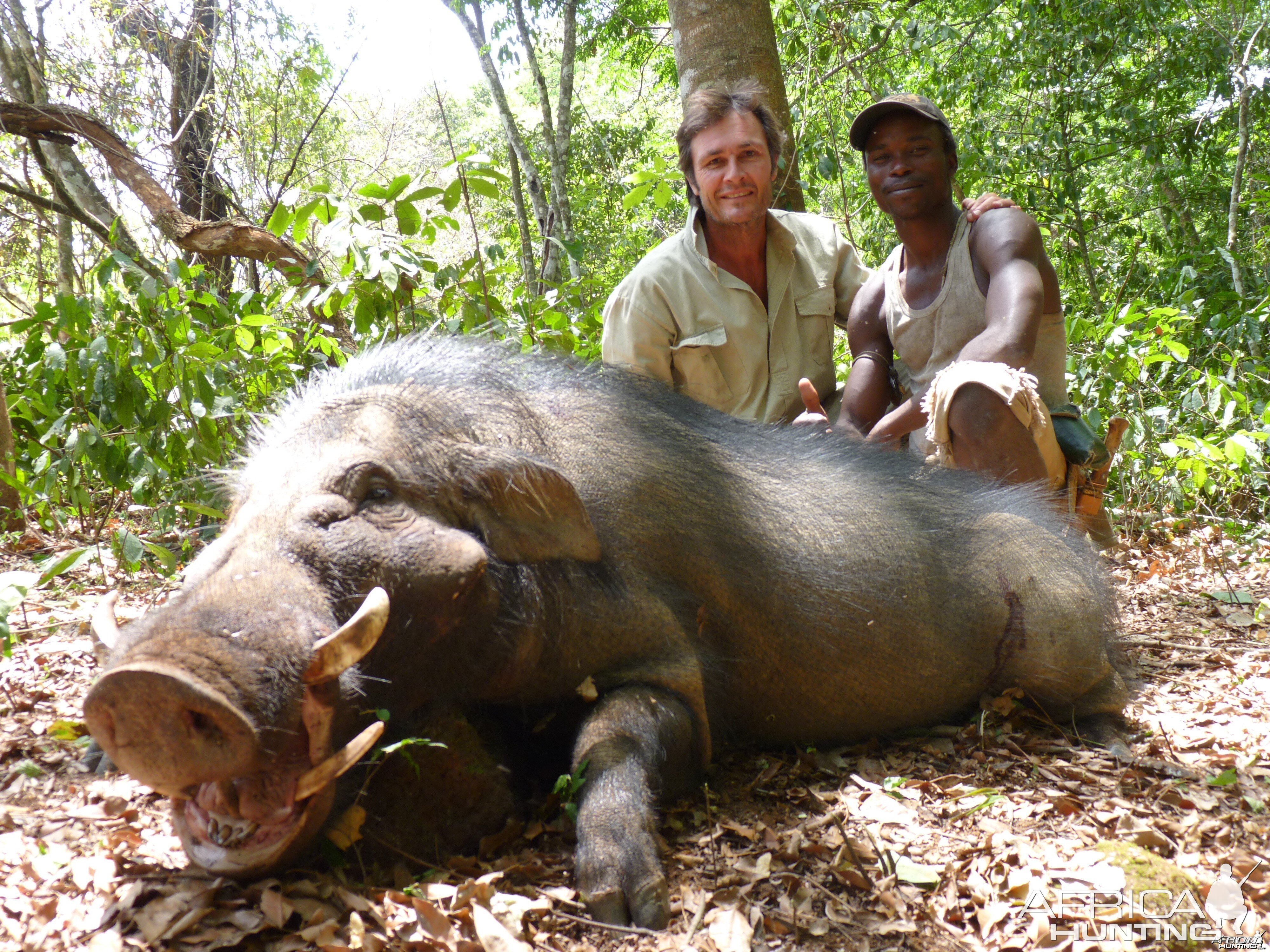 Giant Forest Hog hunted in CAR with CAWA