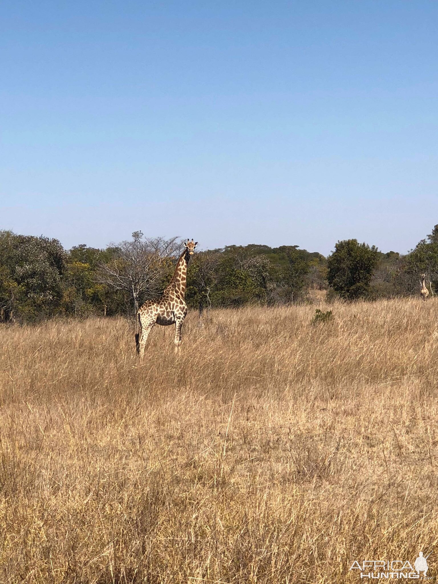 Giraffe Zambia