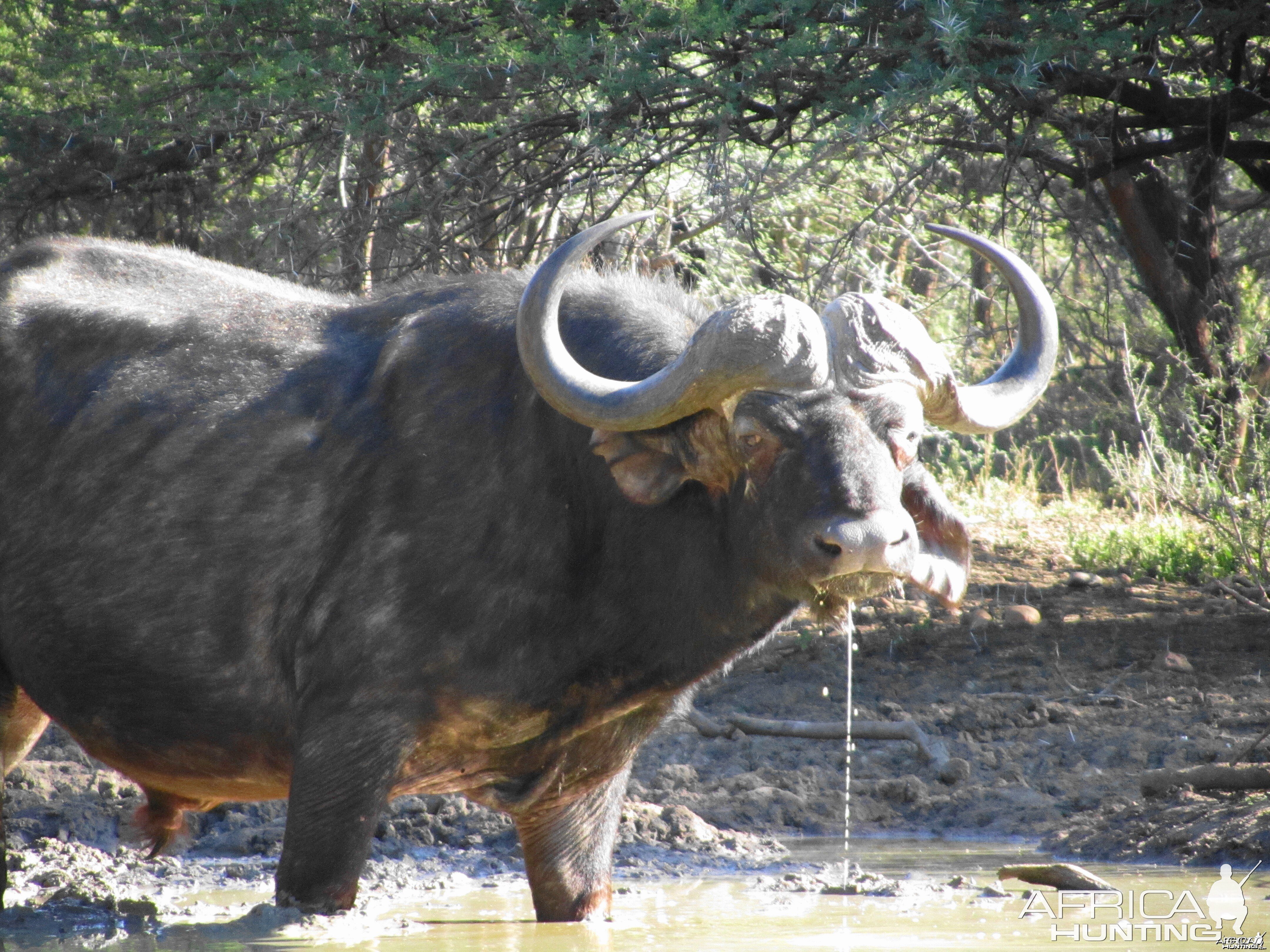 Good bull Buffalo at the waterhole