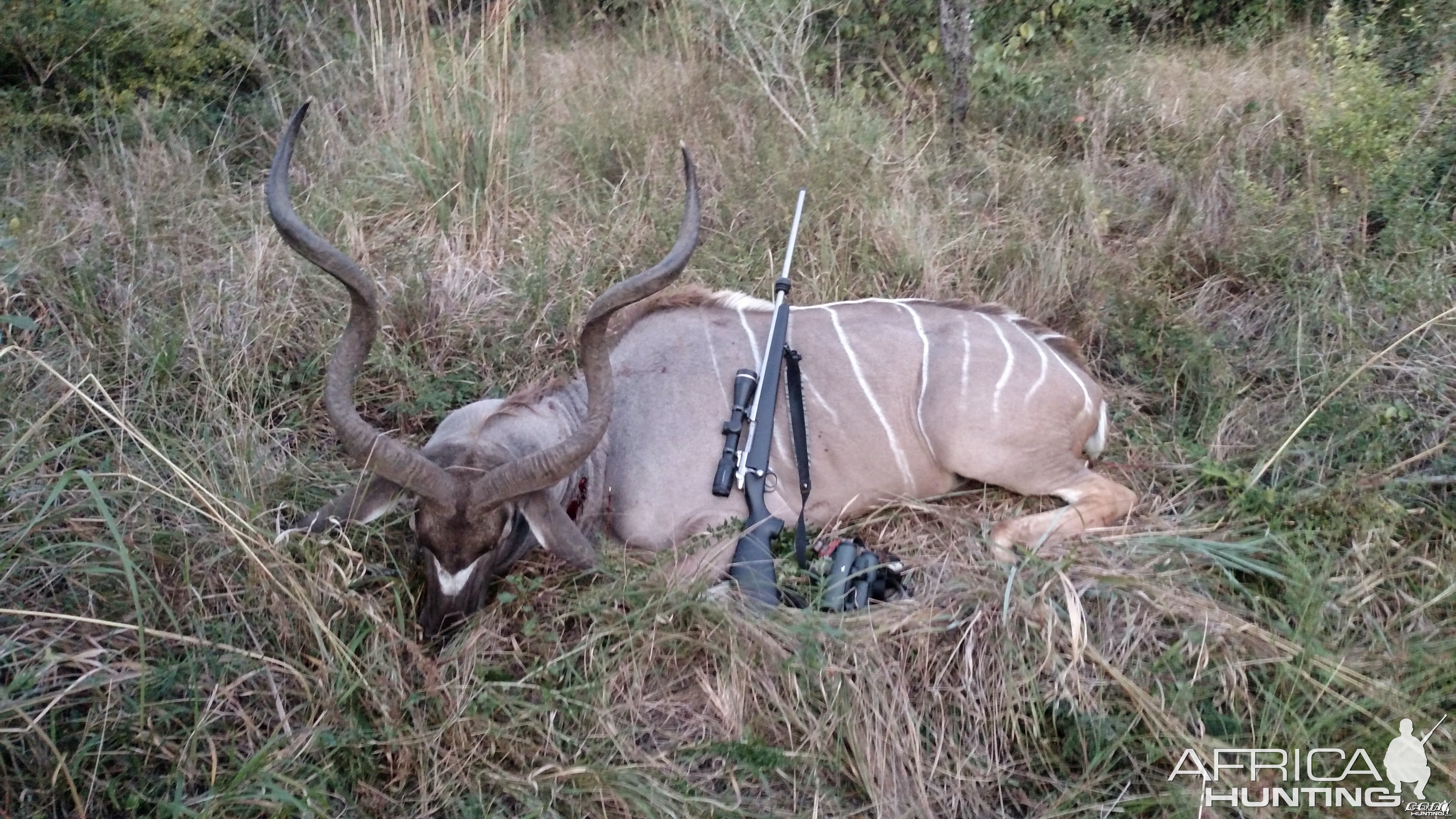 good kudu