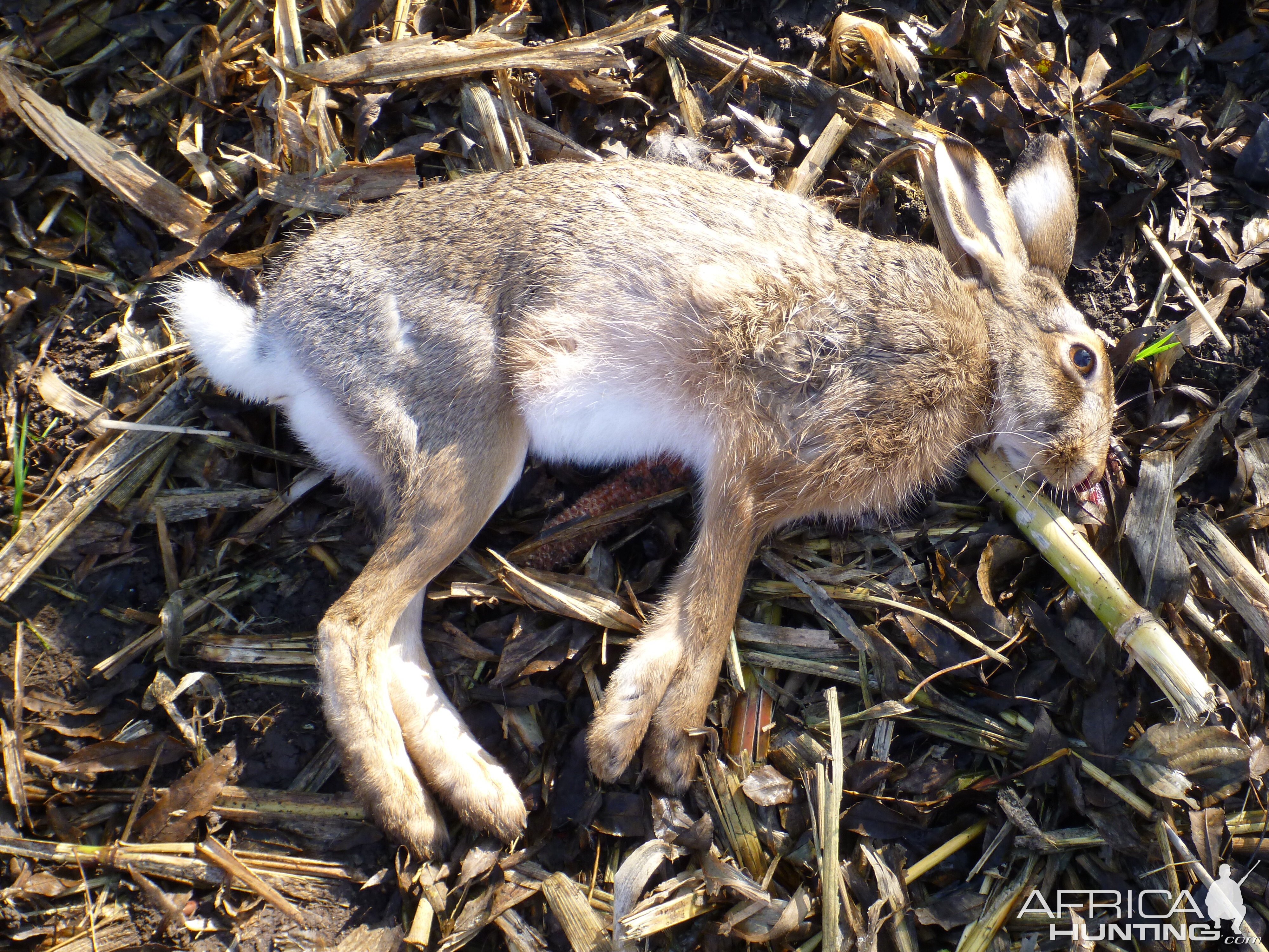 Hare Hunting in France