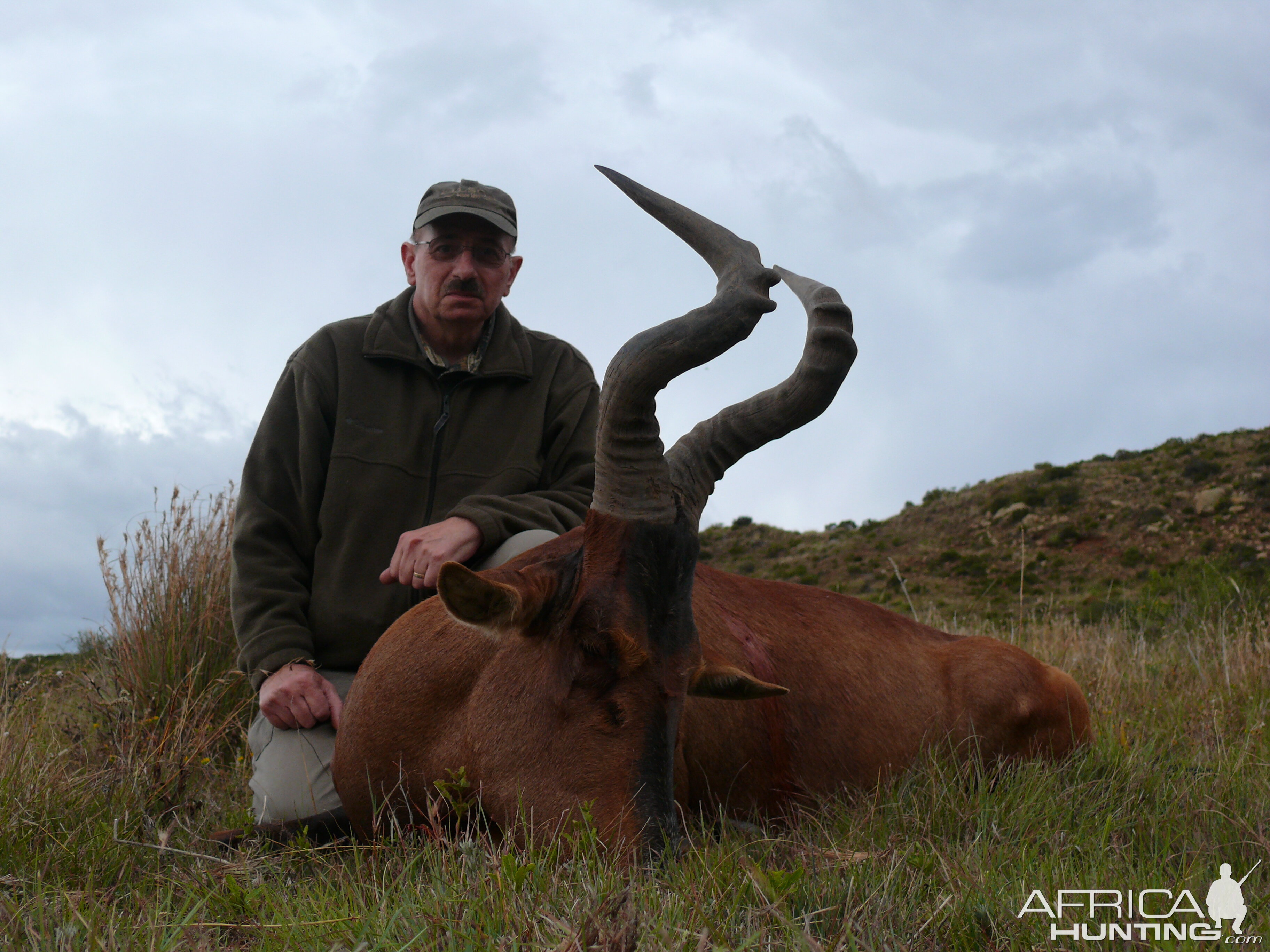 Hartebeest