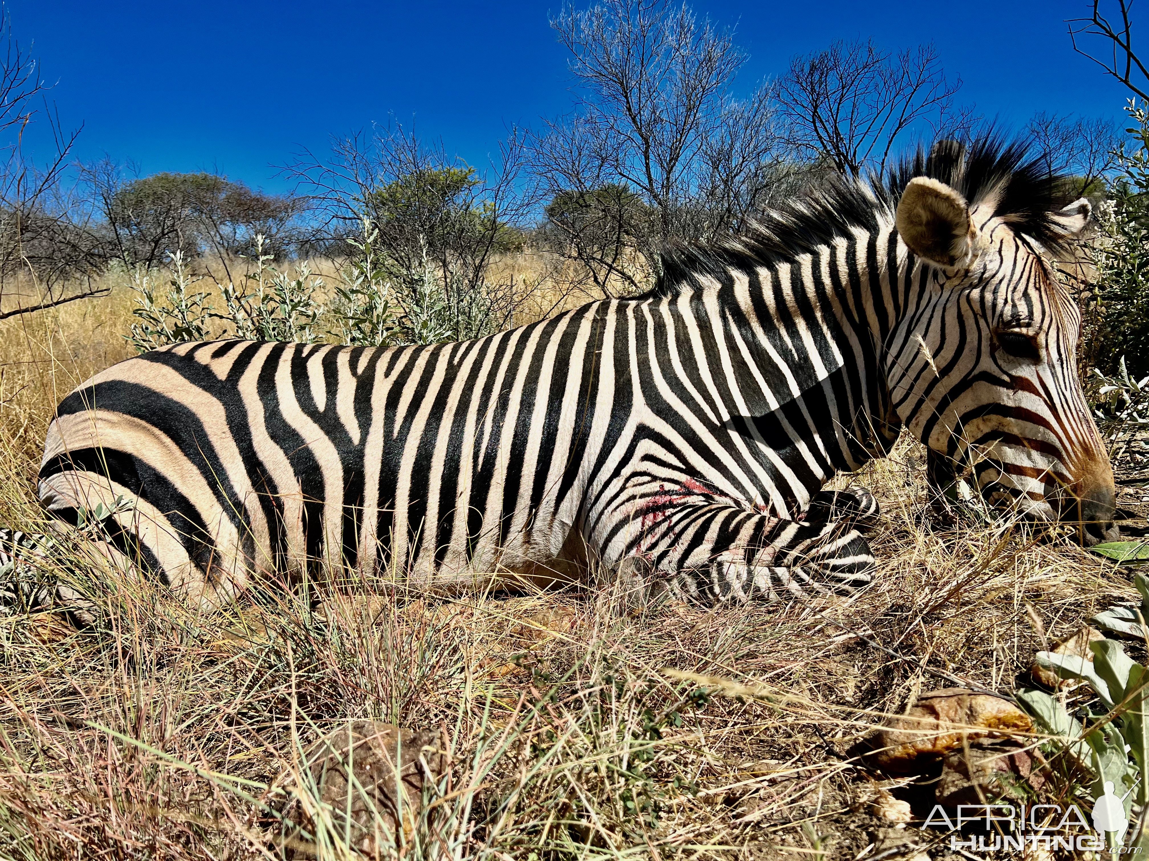 Hartmann Zebra with Zana Botes Safari