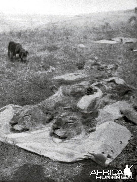 Heads of two big lions shot by Theodore Roosevelt